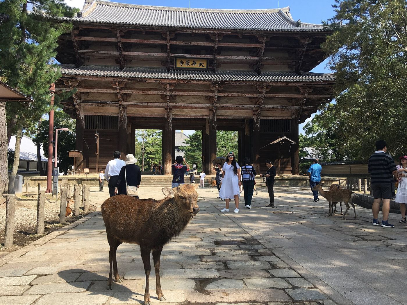 Nara Deer Park